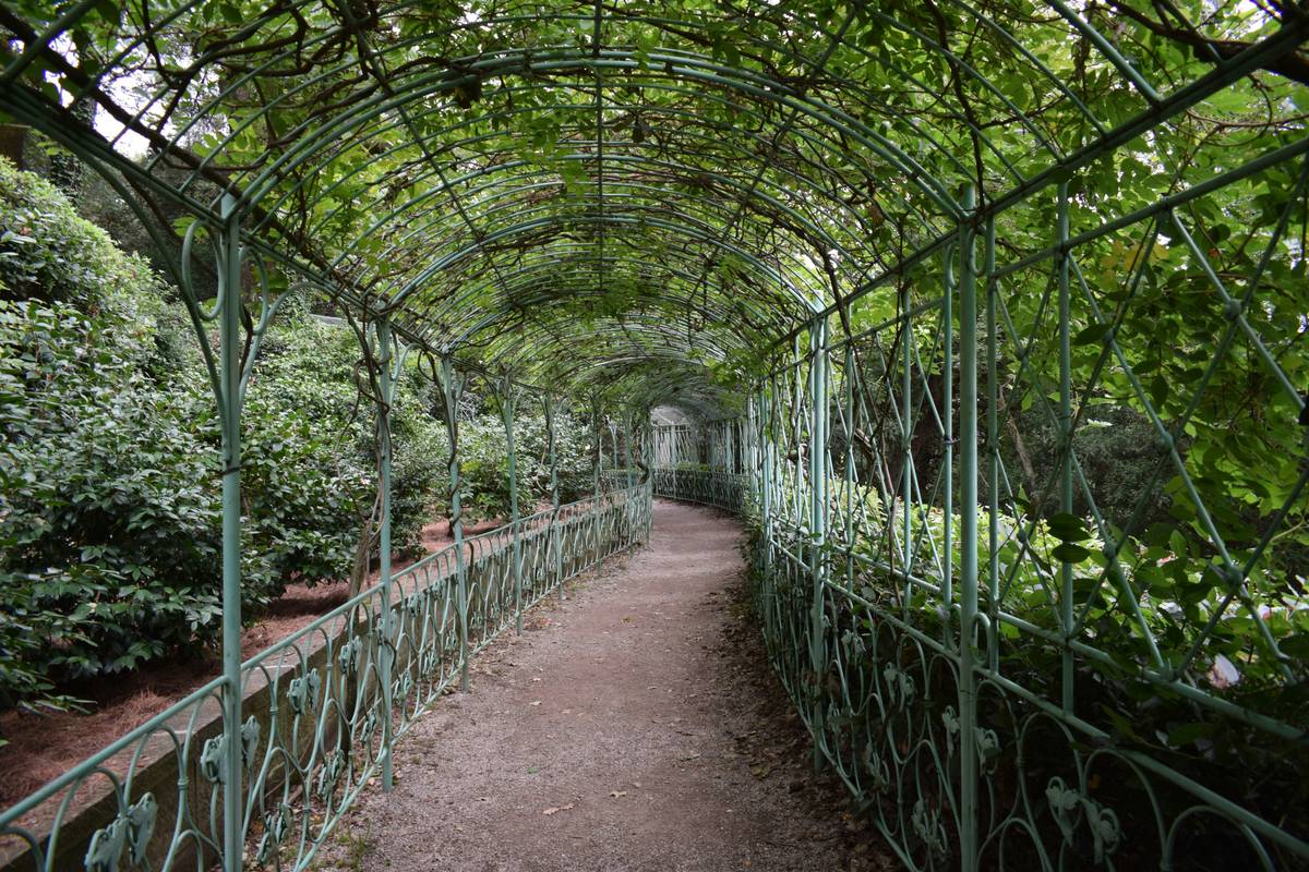 garden structure to support climbing plants showing a sturdy wooden arbor draped with healthy clematis vines and jasmine