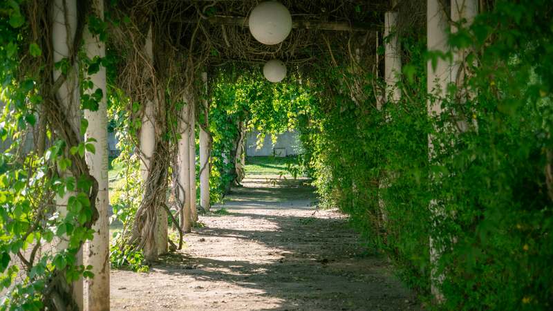 Hand-drawn sketch of a garden arbor surrounded by climbing roses and lavender